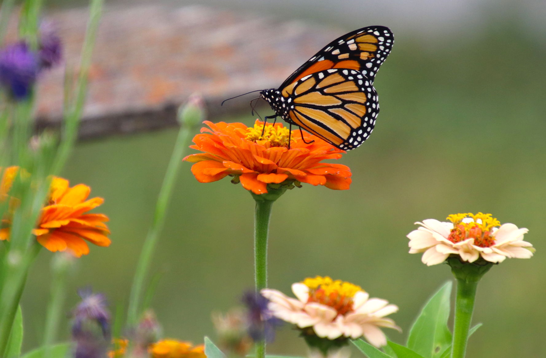Fluttering Through Flowers
